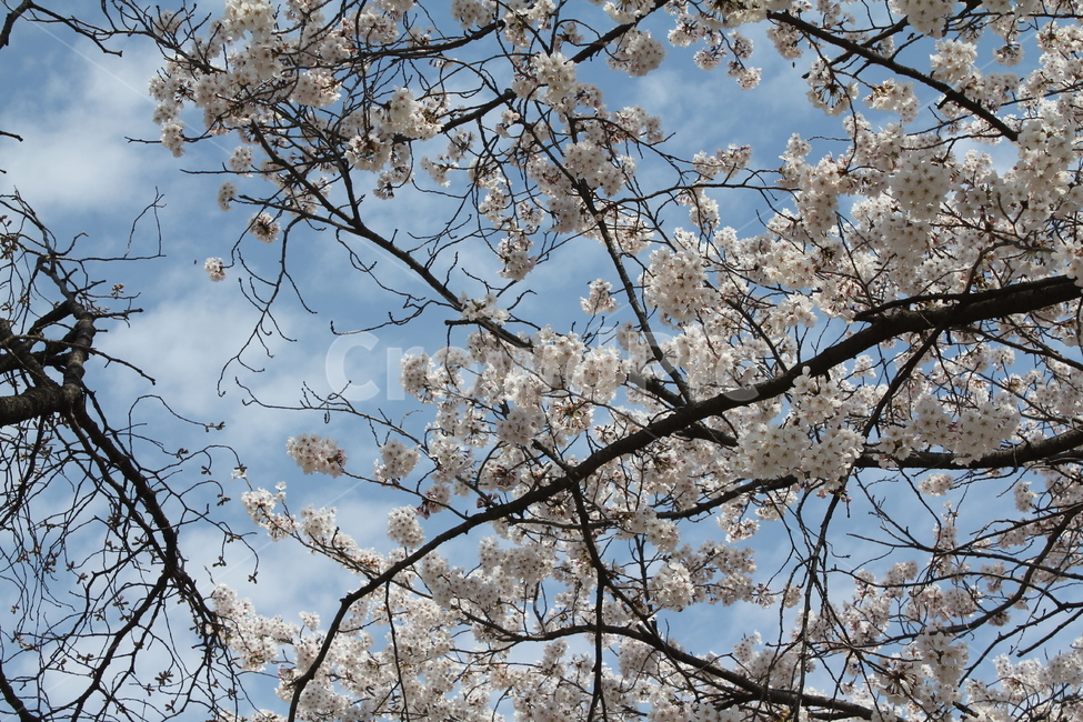 풍경,자연,벚꽃,봄,경치,꽃나무,봄꽃,봄,계절,spring,season,plant,식물,blossom,꽃,flower