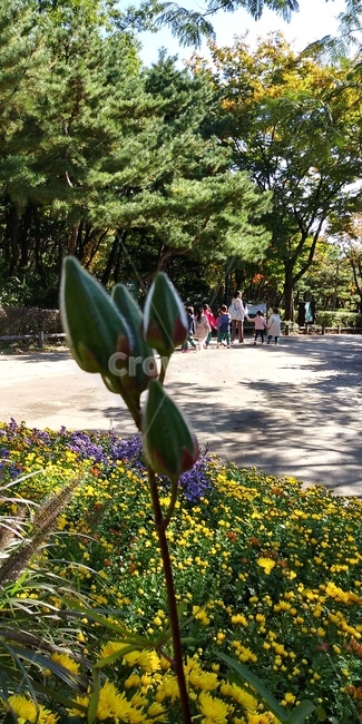 꽃,꽃봉오리,소풍,나들이,어린이