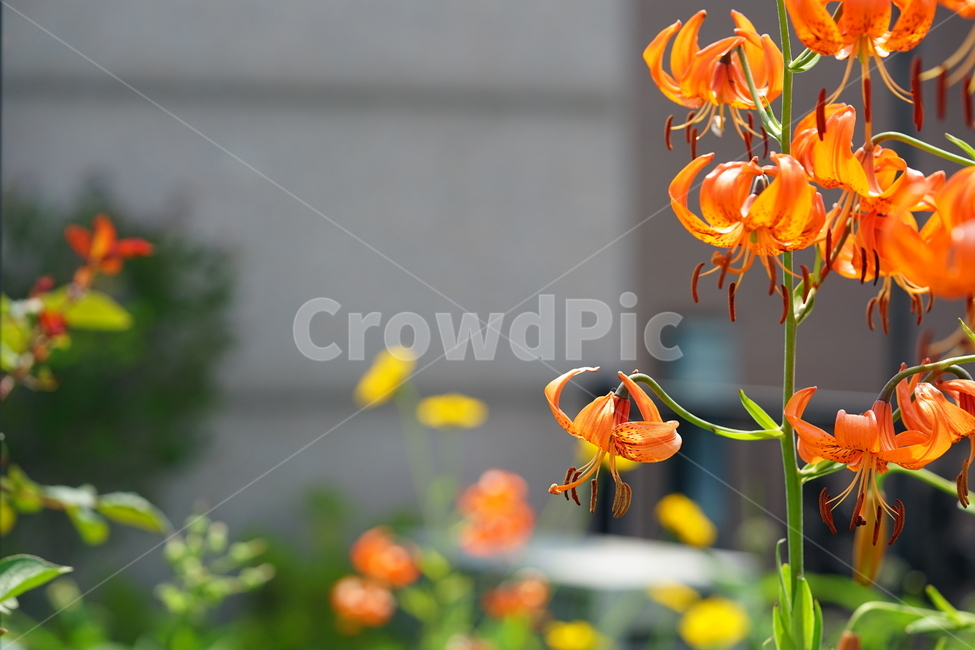 꽃,플라워,색감,컬러,주황색,오렌지빛,식물,접사,flower,생명,나리꽃,감성사진,자연,컬러풀,식물,자연,plants,nature,꽃,flower