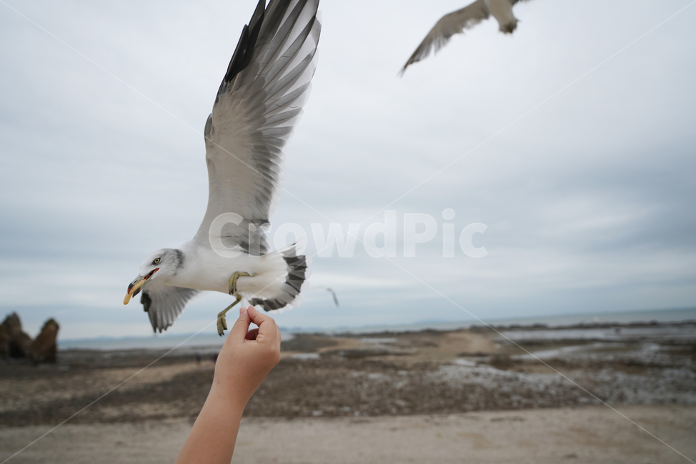 갈매기,commongull,bird,새,animal,human,동물,인간,person,사람,새우깡,제부도,동물,animal,조류,새,birds