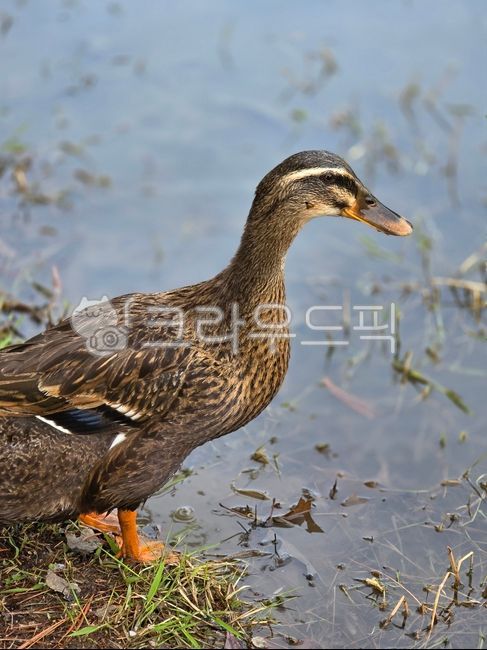 오리,암컷,청둥오리,청둥오리암컷,기러기오리과,조류,새