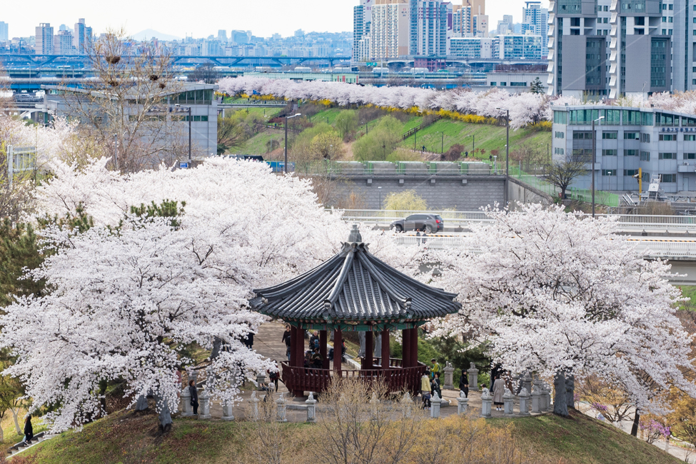 풍경,봄,꽃,경치,한국,계절,개화,카피스페이스,카피,스페이스,따뜻한,날씨,밝은,쾌청,화창,맑은,만개,활짝핀,꽃구경,아름다운,산뜻한,상쾌한,예쁜,식물,정원,나무,나뭇가지,가지,서울,벚꽃,벚꽃나무,벚꽃놀이,벛꽃,푸른,하늘,파란,플라워,구경,배경,꽃놀이,공원,힐링,산책,봄꽃,팔각정,군락,축제,자연,벚꽃축제,꽃잎,봄,계절,spring,season,도시,풍경,city,landscape,한국도시풍경,한국도시경관,korea cityscape,plant,flower,blossom,cherry blossom