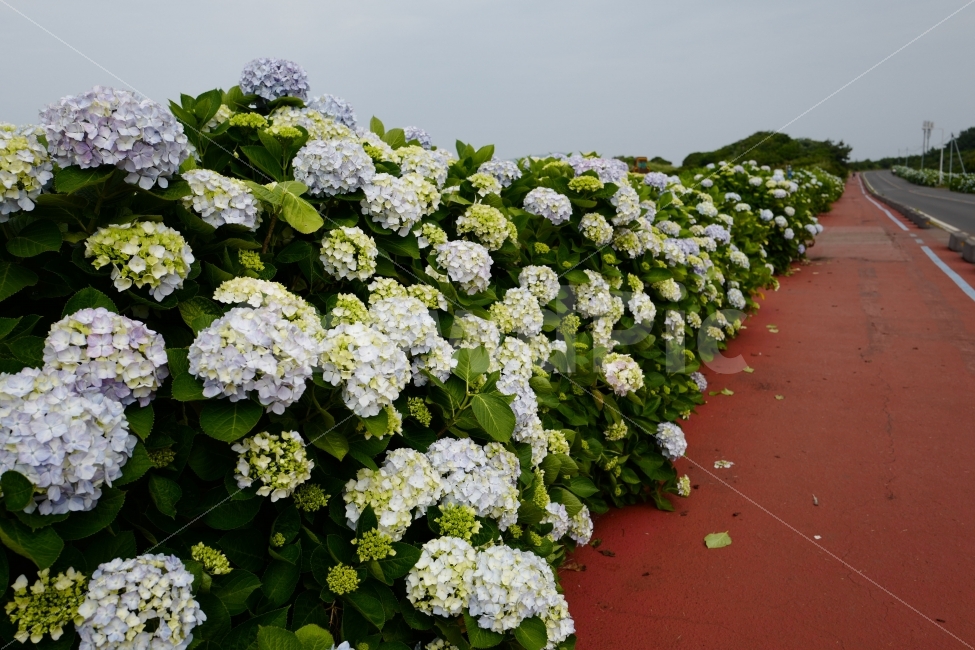 수국,수국길,꽃,식물,자연,식물,자연,plants,nature,꽃,flower