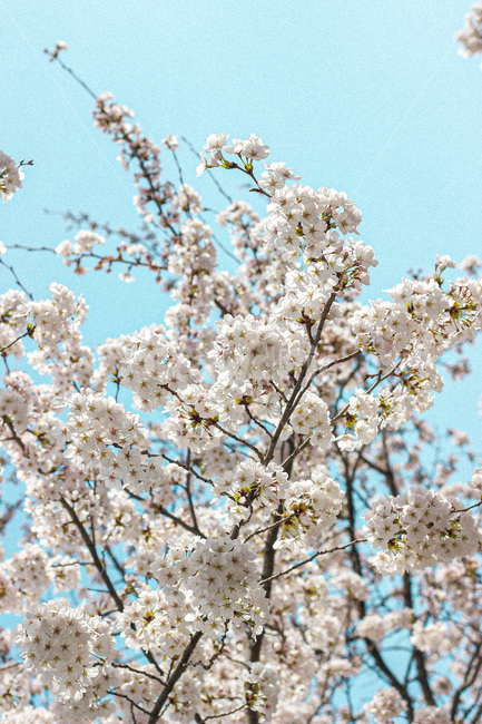 plant,식물,flower,꽃,blossom,자연,벚꽃