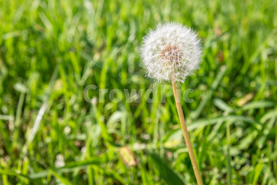 민들레,민들레꽃,봄,자연,민들레씨,식물,자연,plants,nature,꽃,flower