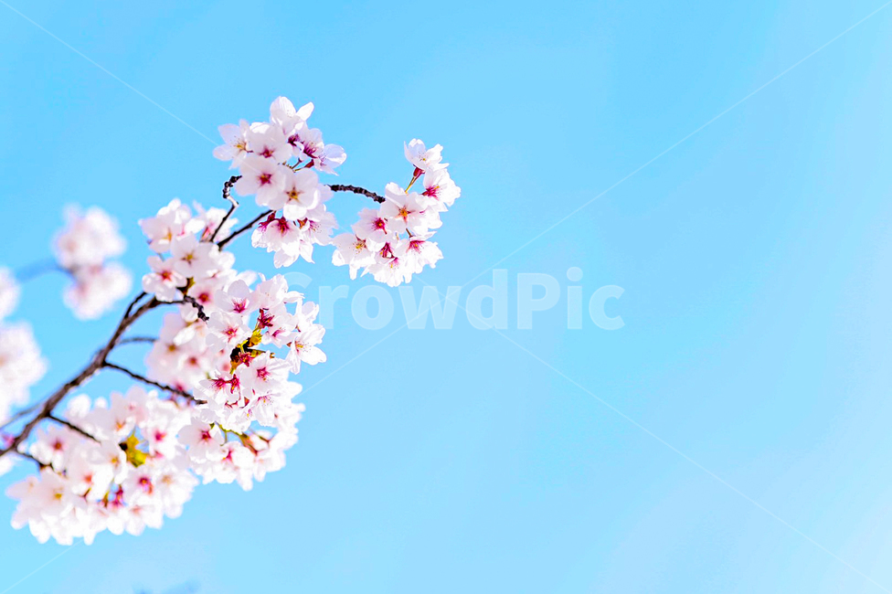 꽃,벚꽃,감성,하늘,파랑,식물,봄,계절,spring,season,식물,자연,plants,nature,꽃,flower