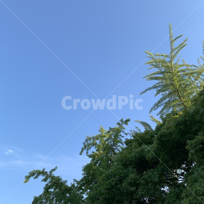 한국자연풍경,한국자연사진,plant,식물,tree,나무,outdoors,풀,잎,새싹,초록잎,초록나무,파란하늘,숲속,자연,맑은하늘,경주,경주하늘,경주사진,하늘사진,식물,자연,plants,nature,나무,trees,wood