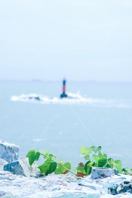 바다,등대,자연,식물,잡초,파도,부산,몰운대,다대포,하늘,청량함,등대,lighthouse,식물,자연,plants,nature,색깔,색상,색채,색감,color sense,color sensitivity,feeling of color