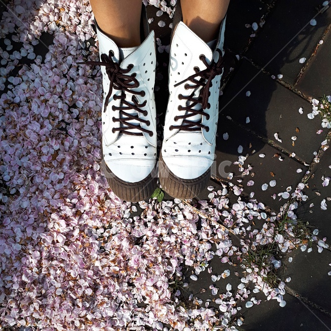 신발,벚꽃,꽃잎,봄,도로,봄,계절,spring,season