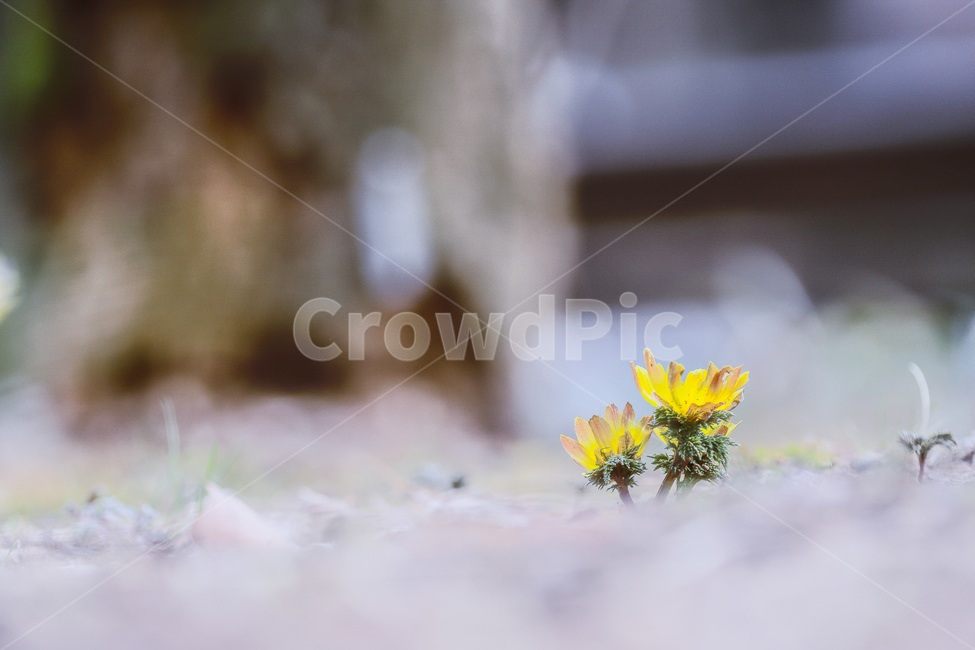 봄,산책,꽃,복수초,힐링,공원,수목원,노랑색,봄,계절,spring,season,식물,자연,plants,nature,꽃,flower,plant