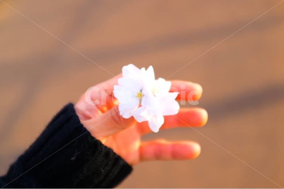 벗꽃,봄,감성,아름다운,손,봄,계절,spring,season,꽃,flower,사람,인물,인간,human,person,신체일부,몸,body,finger,손가락