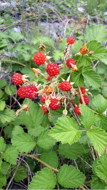 과일,fruit,산딸기,food,음식,raspberry,plant,식물