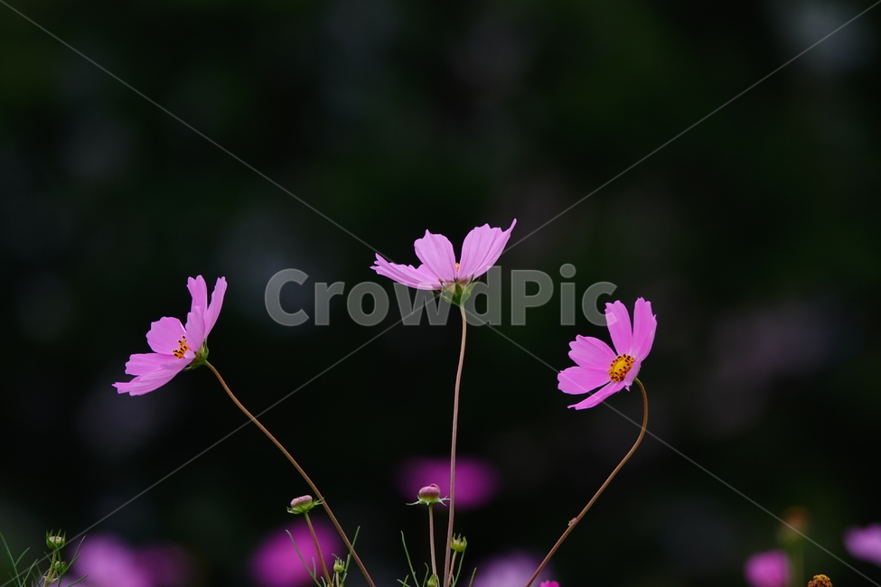 plant,식물,flower,꽃,코스모스,가을,공원,꽃밭,식물,자연,plants,nature,꽃,flower