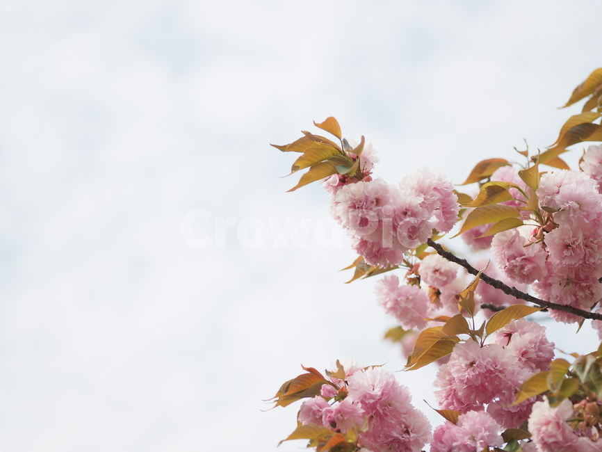 봄,하늘,벚꽃,분홍색,꽃,봄,계절,spring,season,식물,자연,plants,nature,꽃,flower,plant