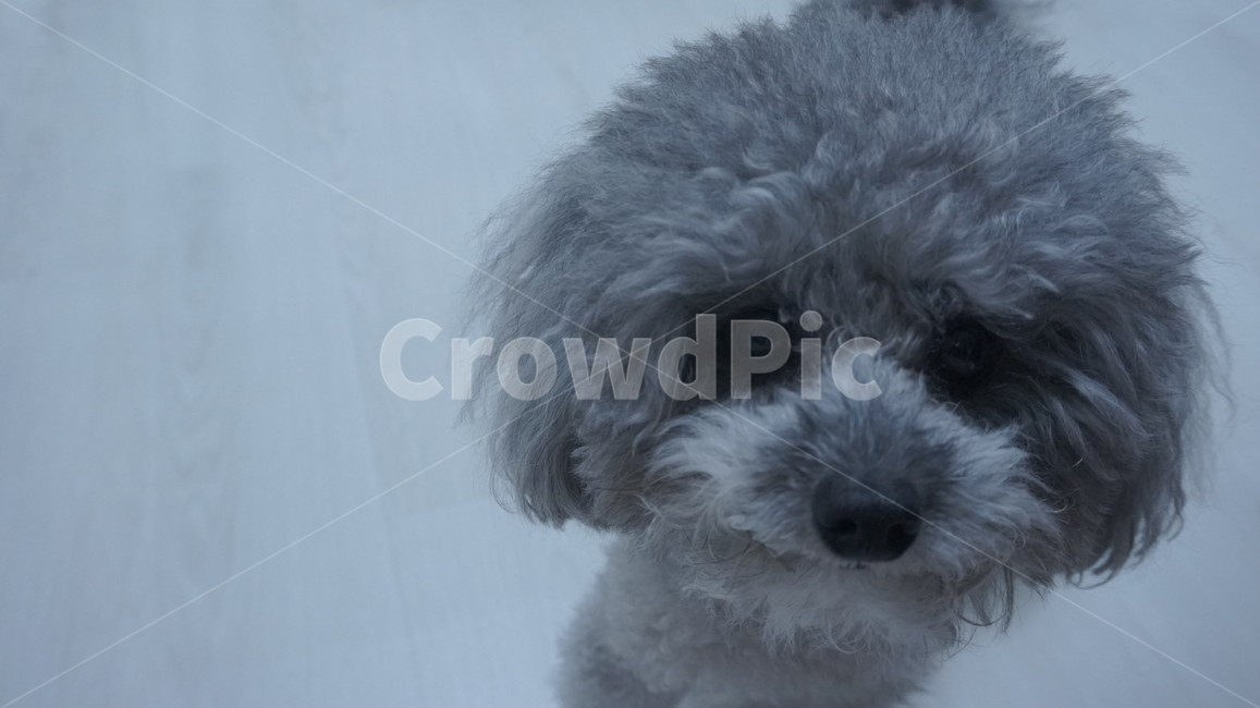 강아지,푸들,반려견,dog,동물,실버푸들,반려동물,poodle,토이푸들,애완동물,애완견,동물,animal,포유류,mammal,개,강아지,dog,doggy