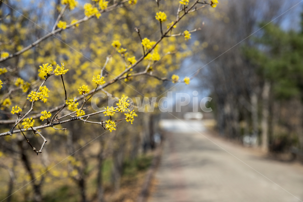 봄,봄꽃,꽃,산수유,노란꽃,japanesecornliancherry,flower,spring,cornusofficinalissetz,cornusofficinalissieboldzucc,봄,계절,spring,season,식물,자연,plants,nature,꽃,flower,plant