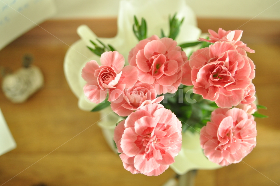 카네이션,꽃,꽃잎,분홍,분홍꽃,애정,선물,존경,flower,carnation,어버이날,꽃,flower,기념일,축하,anniversary,congratulation,celebrate,celebration