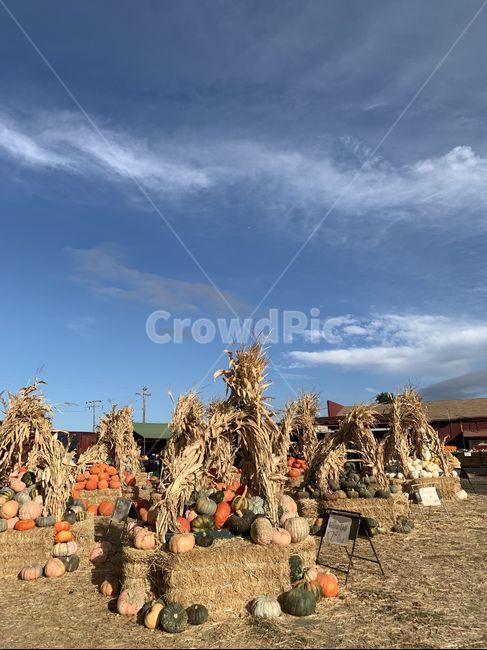 호박,할로윈,가을,하늘,pumpkin,pumpkinpatch,halloween,기념일,축하,anniversary,congratulation,celebrate,celebration
