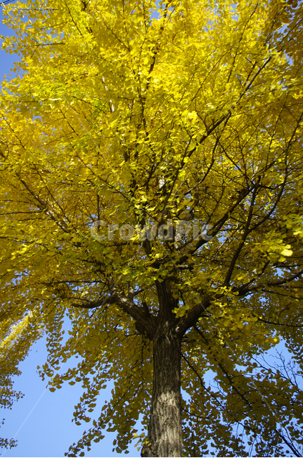 은행나무,가을,은행잎,식물,plant,하늘,가을,계절,fall,autumn,season,식물,자연,plants,nature,나무,trees,wood,tree,tree trunk,나무 줄기