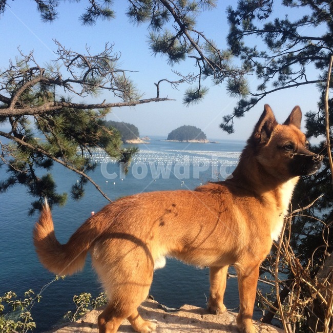길강아지,강아지,동물,자연,바다,남해,누렁이,귀여움,동물,animal,포유류,mammal,개,강아지,dog,doggy