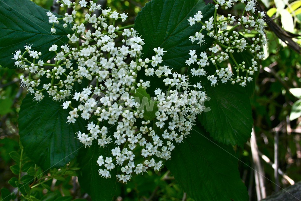 가막살나무,인동과,낙엽관목,약용식물,식물,나무,식물,자연,plants,nature,꽃,flower