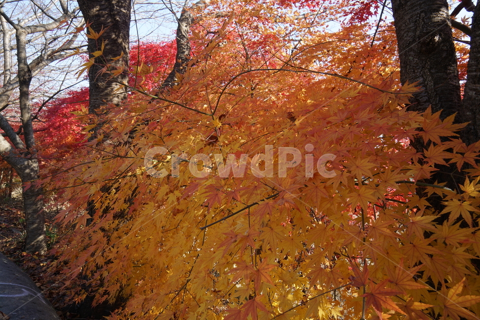 단풍나무,가을단풍,단풍잎,leaf,잎,plant,식물,tree,나무,maple,단풍,가을,계절,fall,autumn,season,식물,자연,plants,nature,나무,trees,wood