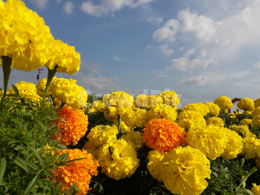 꽃,flower,메리골드,marigold,금잔화,가련한사랑,blossom,식물,plant,가을,fall,식물,자연,plants,nature,꽃,flower