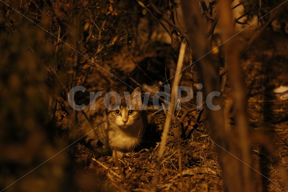 고양이,반려동물,유기묘,길냥이,애완동물,cat,pet,kitten,아기고양이,코숏,코리안숏헤어,동물,animal,캣맘,캣대디,동물,animal,고양이,cat,kitten,kitty,포유류,mammal