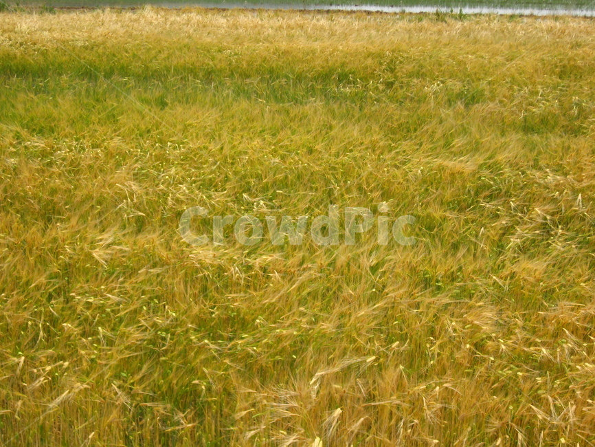 농촌,보리,밭,보리밭,식물,들,plant,grass,농업,농사,agriculture,farming,farming industry