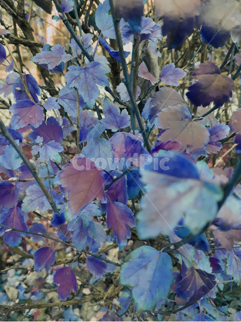 plant,식물,leaf,잎,몽환,파랑,꿈,이상,정원,숲,나뭇잎,나무,풀,어두운