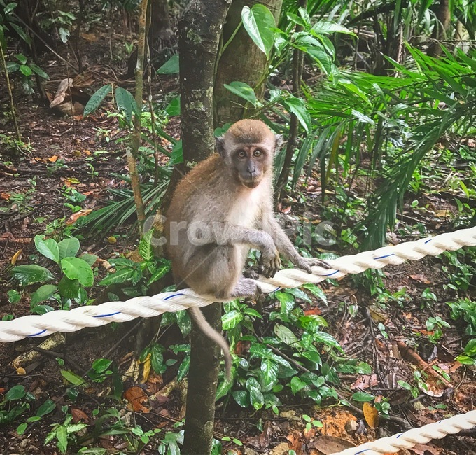 animal,동물,mammal,포유류,wildlife,야생동물,monkey,원숭이,열대,tropical