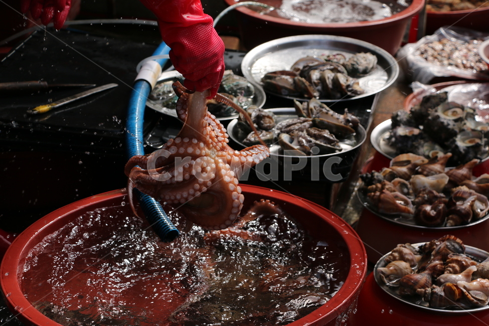 자갈치시장,부산,해산물,낙지,시장,요리,food,동물,animal,해물,seafood,음식,자갈치,색감,회,고무장갑,장사,전통시장,시장,마트,마켓,market,mart,market place
