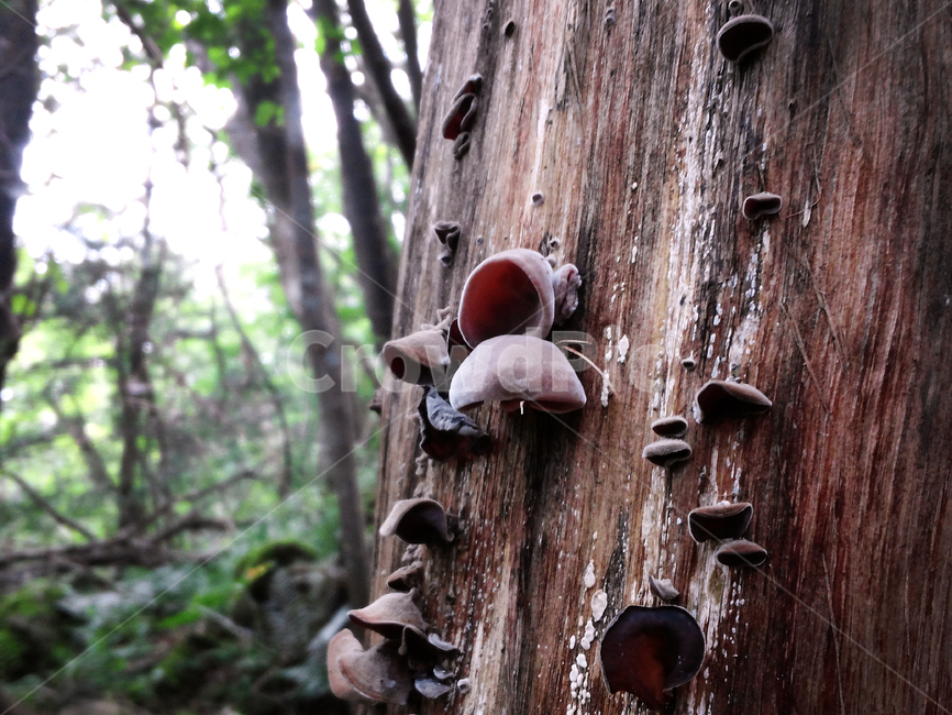 나무,버섯,나무버섯,갈색,자연,버섯,mushroom