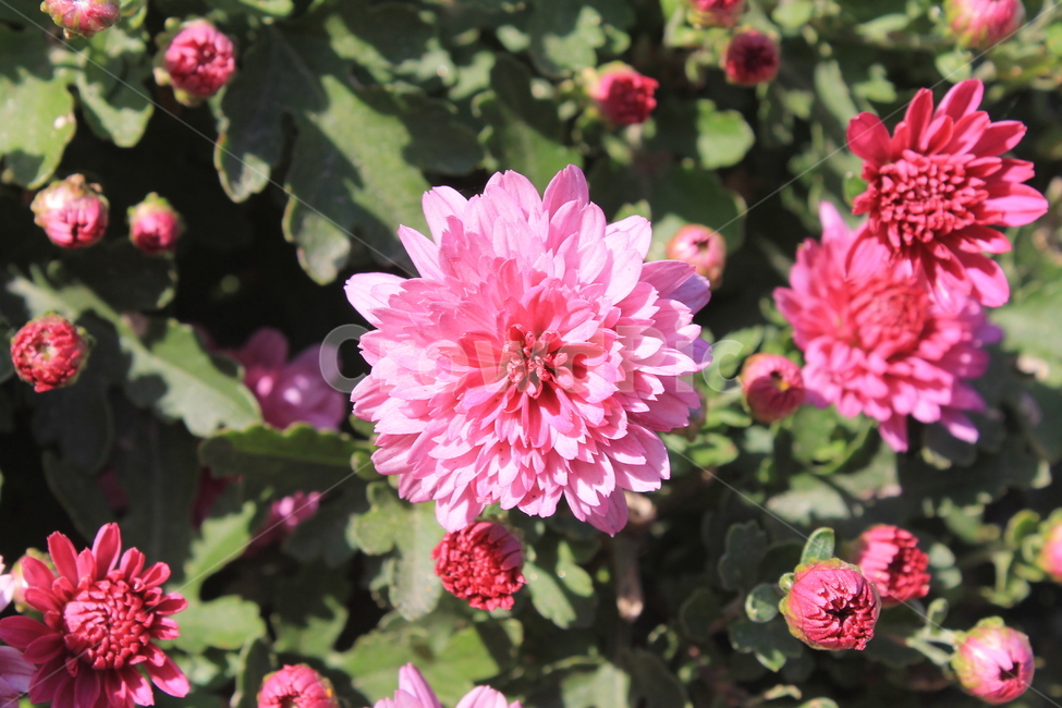 가을,다알리아,꽃,식물,autumn,fall,dahlia,blossom,plant,flower,flowers,달리아,식물,자연,plants,nature,꽃,flower