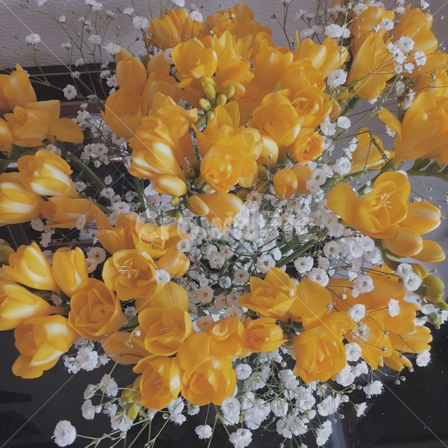 꽃,flower,노란색꽃,봄,노란색,자연