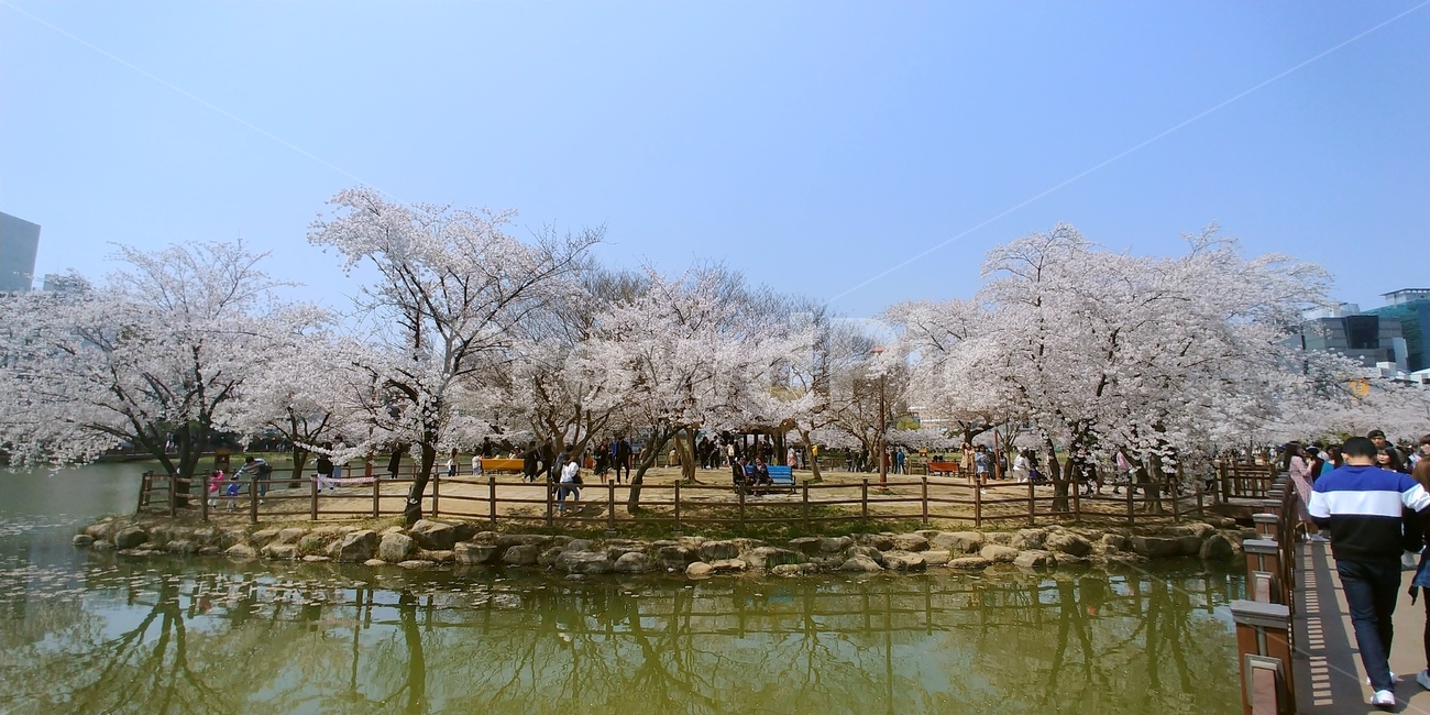 벚꽃,벚꽃풍경,벚꽃호수,호수,풍경,자연,풍경,nature,landscape,plant,식물