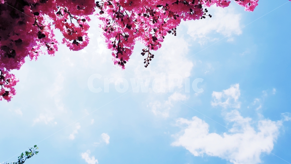 배롱나무,백일홍,꽃,식물,여름,자연,plants,nature,green,분홍,나무,자연,풍경,nature,landscape,plant,flower,blossom,cherry blossom,벚꽃