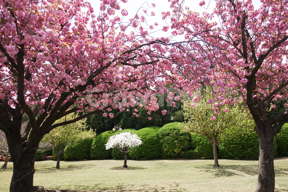 봄,벚꽃,겹벚꽃,자연,꽃,봄,계절,spring,season,자연,풍경,nature,landscape,식물,plants,꽃,flower,나무,trees,wood,plant,blossom
