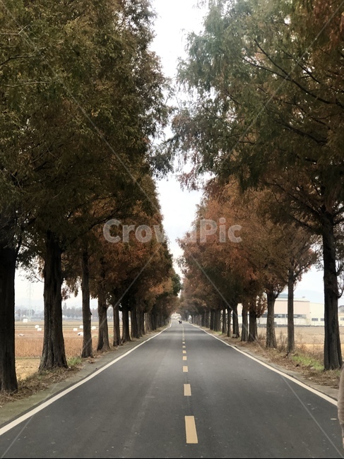 road,도로,tarmac,asphalt,아스팔트,고속도로,freeway,highway,가을,trees,나무