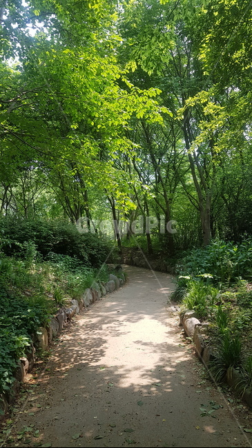 수목원,자연,힐링,치유,감성,산책,나무,대구수목원,초록잎,초록,여름,숲,숲길,차분한,차분,walk,healing,arboretum,forest,tree