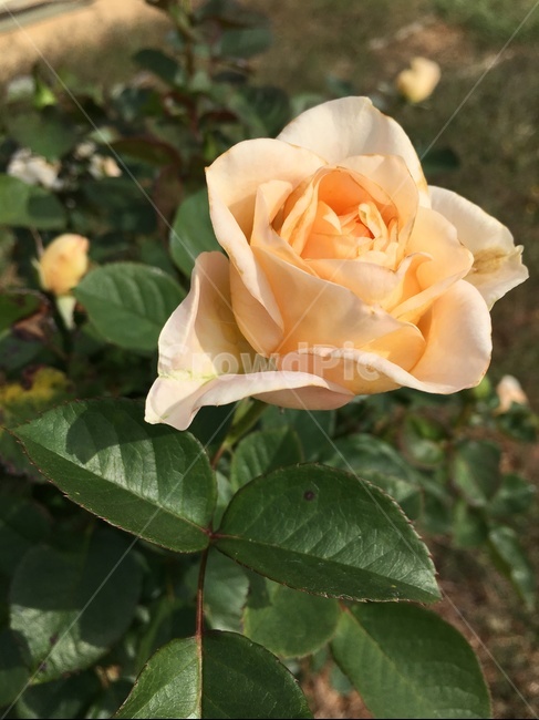 flower,blossom,꽃,rose,장미,plant,식물