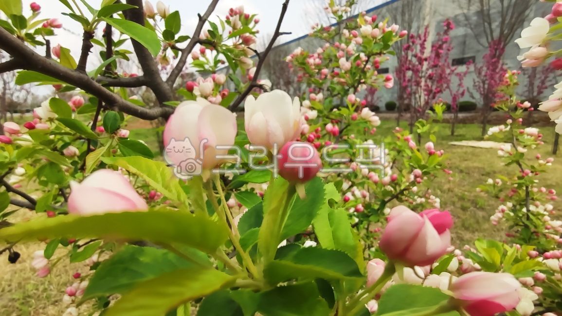 꽃사과,꽃사과나무,사과꽃,malusprunifolia,벚잎꽃사과,돌사과,plant,식물,blossom,flower,꽃,petal,꽃잎