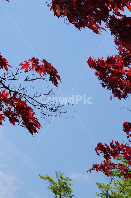 홍단풍,자주,구름,봄,파랑,가을,계절,fall,autumn,season,식물,자연,plants,nature,leaf,잎,plant,tree,나무,maple,단풍
