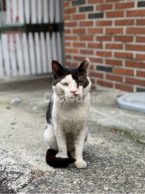 cat,고양이,pet,착한애,mammal,동물,animal,포유류