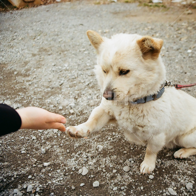 개,강아지,동물,포유류,반려견,멍멍이,애견,애완동물,반려동물,animal,dog,doggy,puppy,pet,교감,손,발,훈련,training,감성,감성사진,빈티지,아날로그,필름,필름사진,필름카메라,film,filmcamera,sensible,feeling,동물,animal,포유류,mammal,개,강아지,dog,doggy