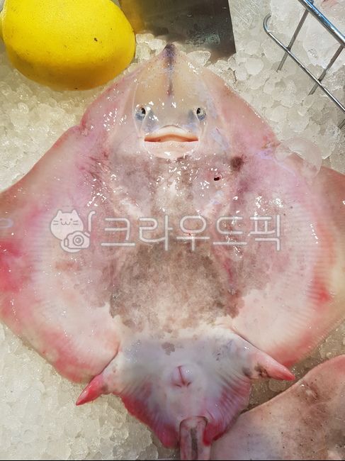 가오리,수산물,물고기,ray,바다생물