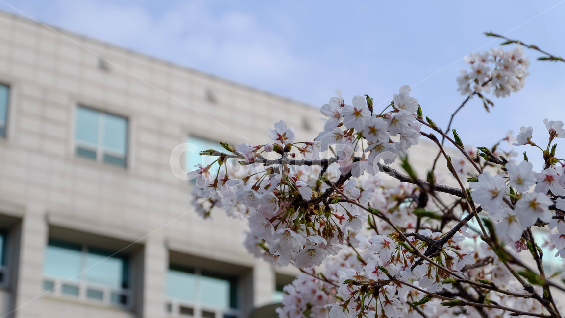 벚꽃,봄,꽃,나무,spring,cherryblossom,blossom,tree,flower