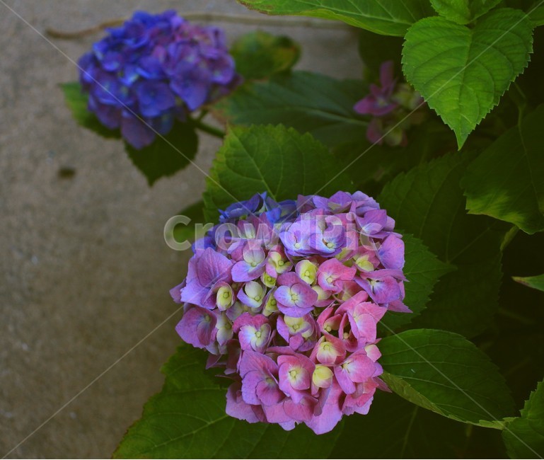 꽃,수국,flower,자연,잎