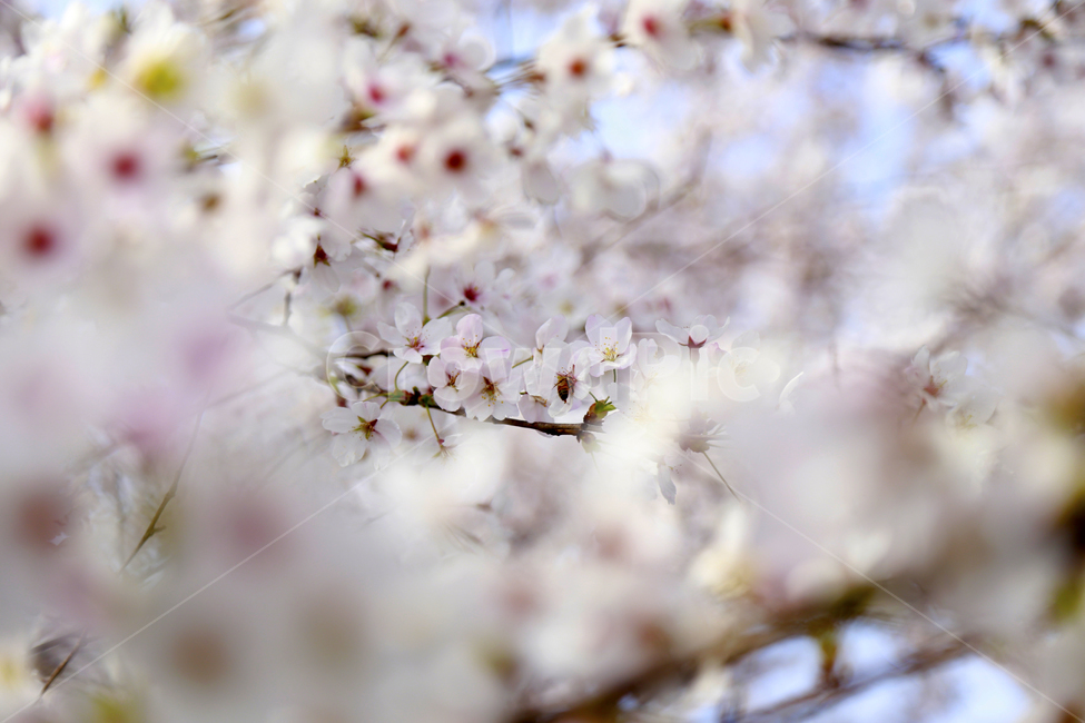 봄,봄꽃,벚꽃,꽃,spring,식물,봄,계절,spring,season,식물,자연,plants,nature,꽃,flower,plant,blossom