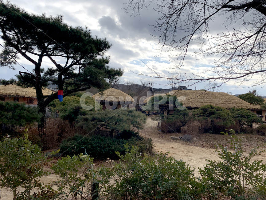 outdoors,옥외,nature,자연,식물,plant,나무,tree,소나무,pine,한국,전통,korea,tradition,하회마을,안동,한국전통,한국문화,korean traditional,korean culture
